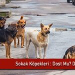 sokak-kopekleri-dost-mu-dusman-mi